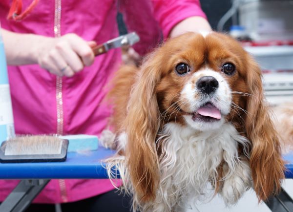 Cavalier King Charles Spaniel dog breed Bow Wow Meow