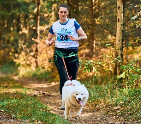 Samoyed dog breed Bow Wow Meow