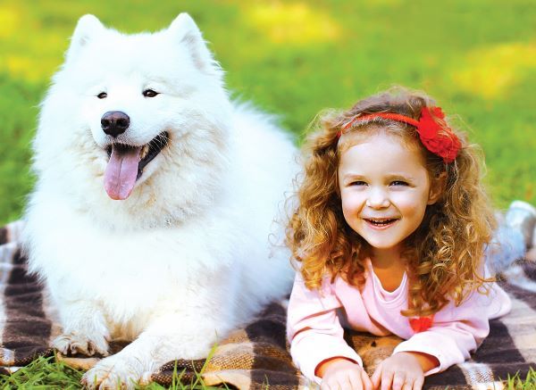 Samoyed dog breed Bow Wow Meow