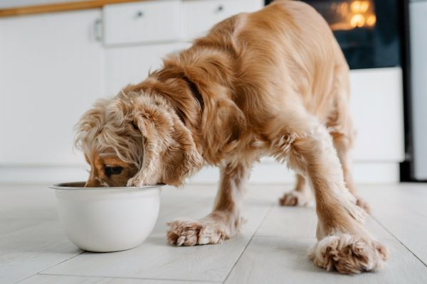 How to train a puppy Bow Wow Meow