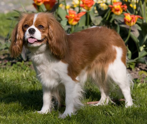 Cavalier King Charles Spaniel dog breed Bow Wow Meow