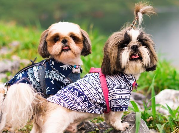 Shih Tzu dog breed Bow Wow Meow