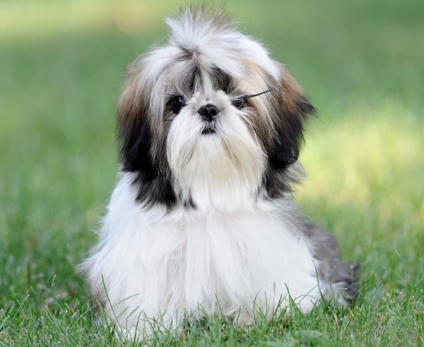 Shih Tzu dog breed Bow Wow Meow