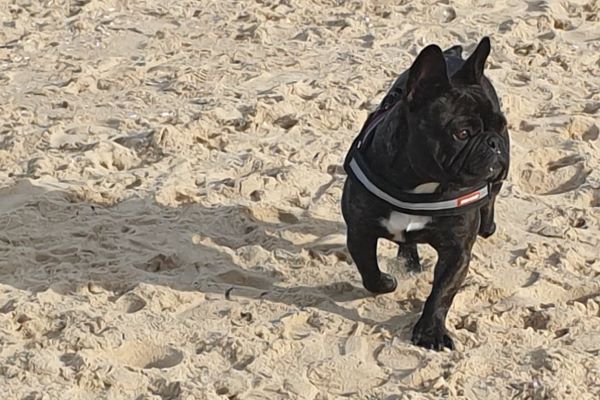 Bow Wow Meow Hero Pet Bronte the French Bulldog