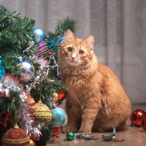 Christmas pet safety tips Bow Wow Meow