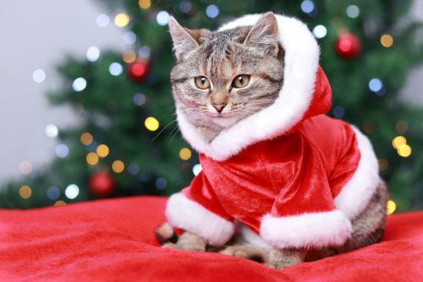 Best Christmas gifts for cats and kittens Bow Wow Meow Pet Insurance