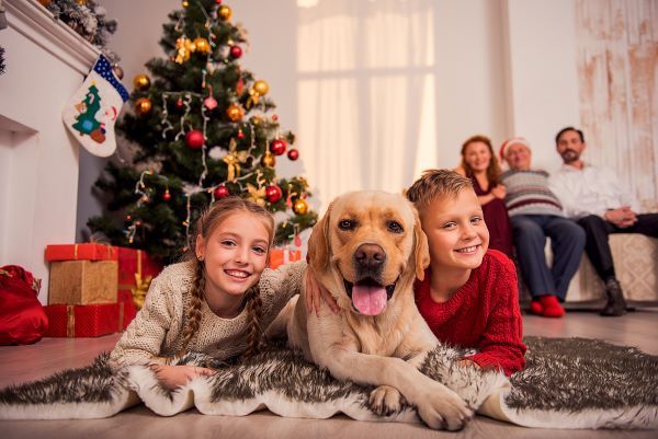 Christmas pet safety tips Bow Wow Meow