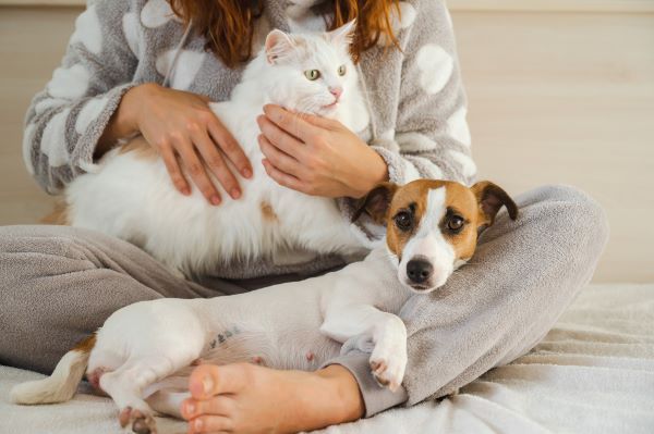 Affordable pet insurance for multiple pets