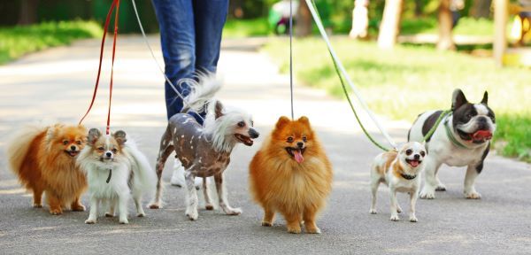 Dog walks multiple dogs Bow Wow Meow