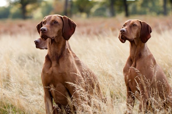 Vizsla hunting dog breed Bow Wow Meow