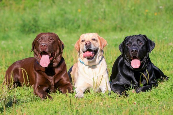 Labrador retriever best hunting dog breed Bow Wow Meow