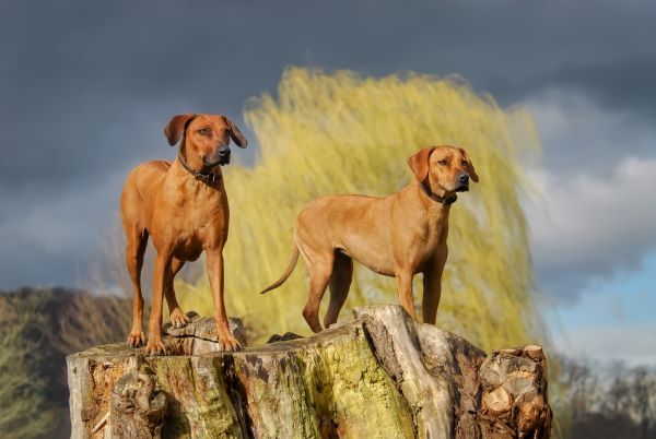 Rhodesian Ridgeback best hunting dog breed Bow Wow Meow