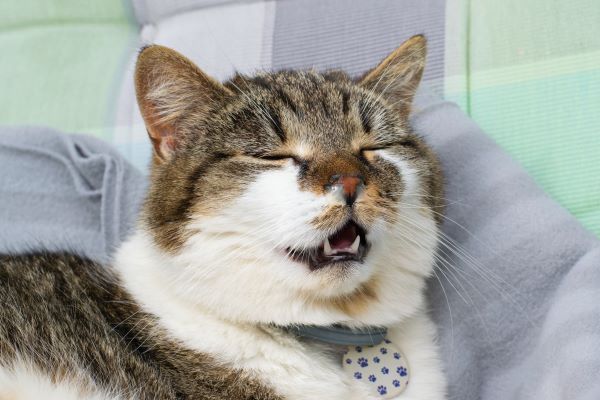 Sneezing cat what does sneezing mean for cats Bow Wow Meow