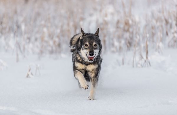 Elkhound dog breed best hunting dog breed Bow Wow Meow