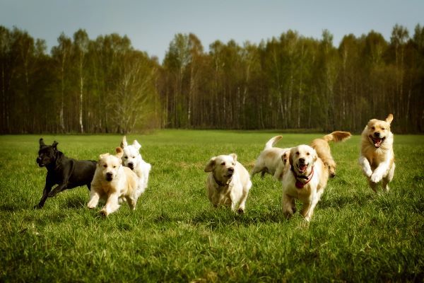 Golden Retriever hunting dog breed Bow Wow Meow