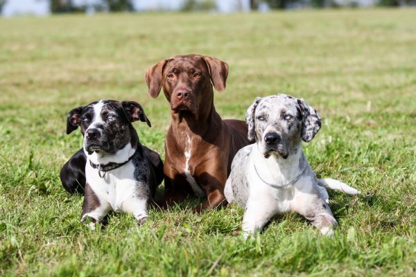 Louisiana Catahoula Leopard Dog best hunting dog breeds Bow Wow Meow