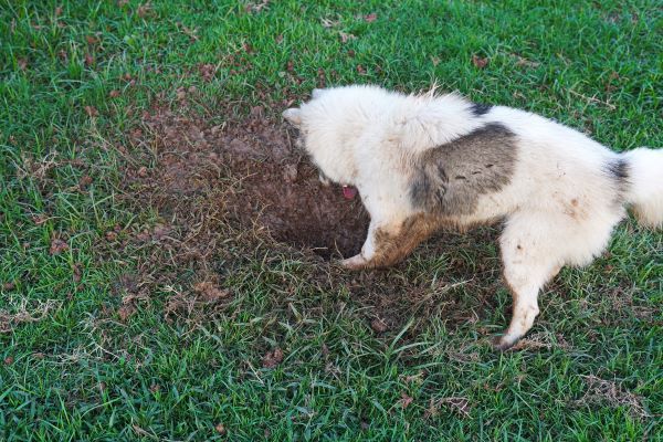 Asbestos risk to dogs Bow Wow Meow