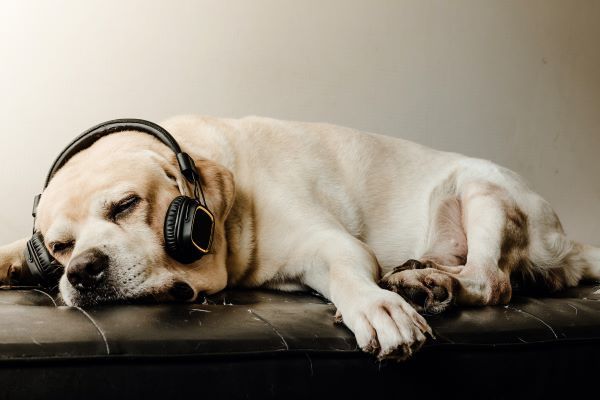 Best calming music for dogs Bow Wow Meow