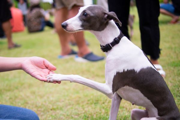 Obedience training for dogs Bow Wow Meow Pet Insurance Australia 