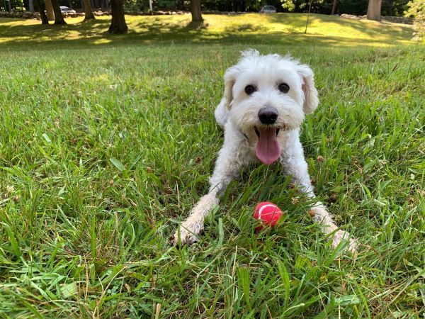 Schnoodle dog breed Bow Wow Meow