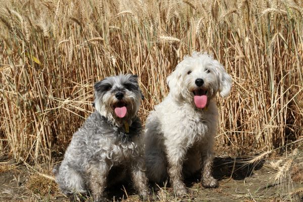 Schnoodle dog breed Bow Wow Meow