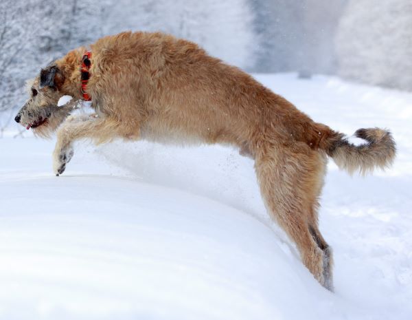 Irish Wolfhound dog breed Bow Wow Meow Pet Insurance