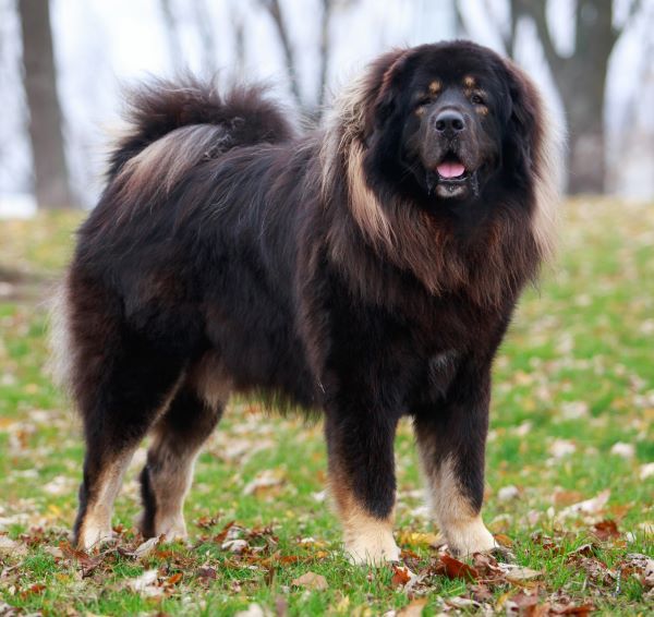 Tibetan Mastiff dog breed Bow Wow Meow Pet Insurance