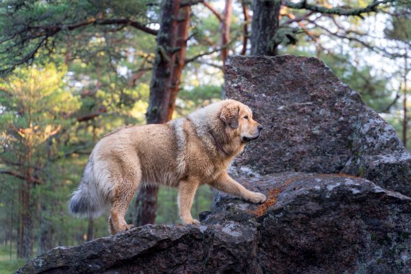 Tibetan Mastiff dog breed Bow Wow Meow Pet Insurance