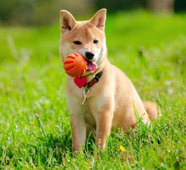 Shiba Inu dog breed Bow Wow Meow Pet Insurance