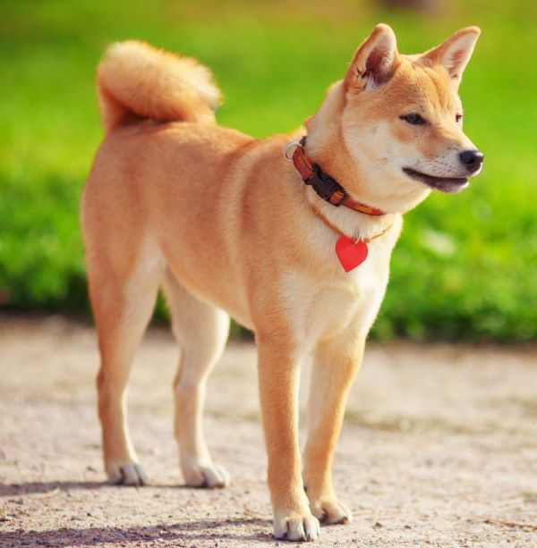 Shiba Inu dog breed Bow Wow Meow Pet Insurance