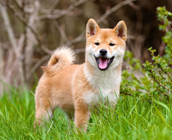 Shiba Inu dog breed Bow Wow Meow Pet Insurance