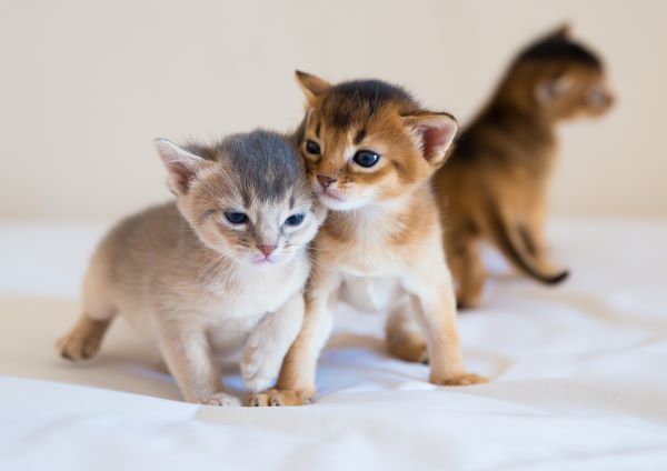 Cat care, kitten care, kitten development Bow Wow Meow Pet Insurance