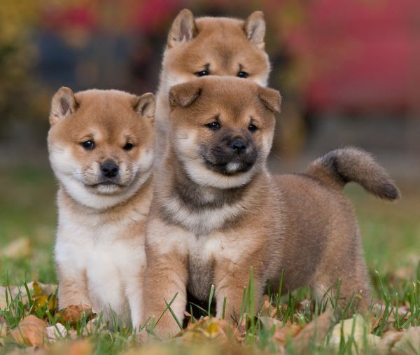 Shiba Inu dog breed Bow Wow Meow Pet Insurance