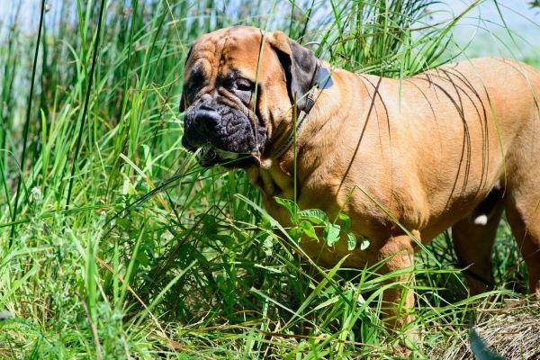 Dog behaviour, why do dogs eat grass? Dog care, dog health. Bow Wow Meow Pet Insurance