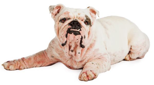 Pet care, skin allergies in dogs and cats Bow Wow Meow