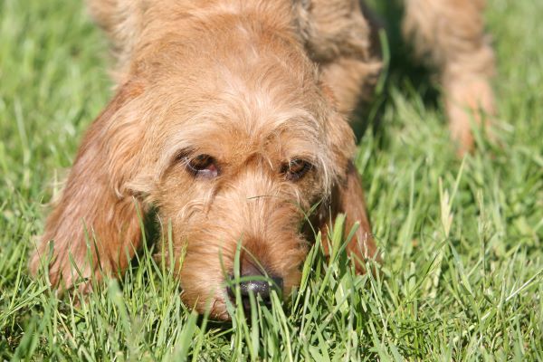 Dog behaviour, why do dogs eat grass? Dog care, dog health. Bow Wow Meow Pet Insurance