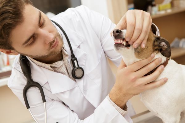 Pet care, pet insurance that covers dental Bow Wow Meow Pet Insurance