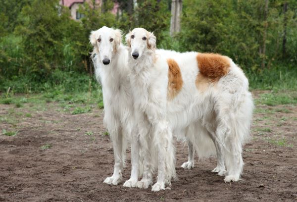 Dog breeds Borzoi dog breed profile Bow Wow Meow