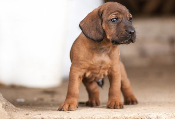 Dog breeds, Bloodhound dog breed Bow Wow Meow Pet Insurance