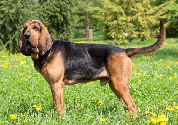 Dog breeds, Bloodhound dog breed Bow Wow Meow Pet Insurance