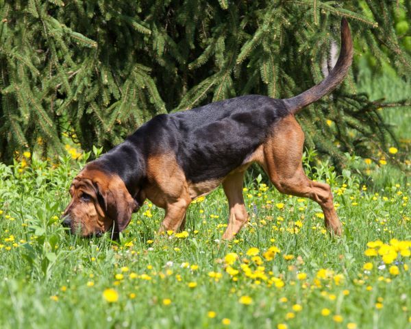 Dog breeds, Bloodhound dog breed Bow Wow Meow Pet Insurance