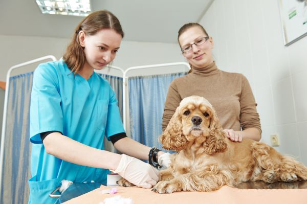 Dog care, cancer in dogs Bow Wow Meow Pet Insurance