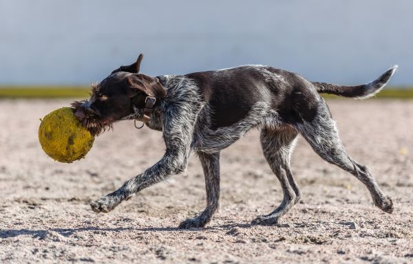 German Wirehaired Pointer Dog breed Bow Wow Meow Pet Insurance