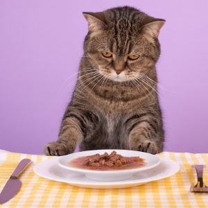 Cat care, best diets for cats Bow Wow Meow