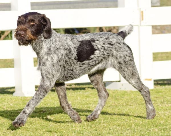 German Wirehaired Pointer Dog breed Bow Wow Meow Pet Insurance