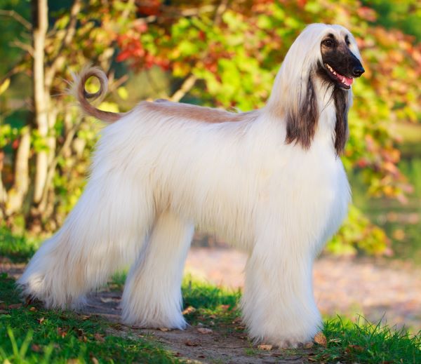 Afghan Hound dog breed Bow Wow Meow Pet Insurance