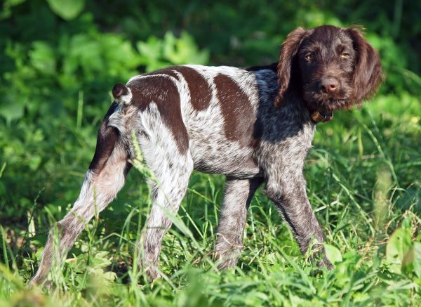 German Wirehaired Pointer Dog breed Bow Wow Meow Pet Insurance