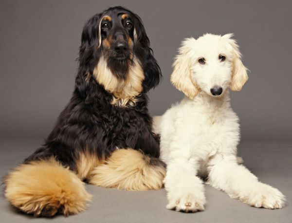 Afghan Hound dog breed Bow Wow Meow Pet Insurance