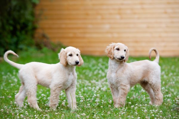 Afghan Hound dog breed Bow Wow Meow Pet Insurance