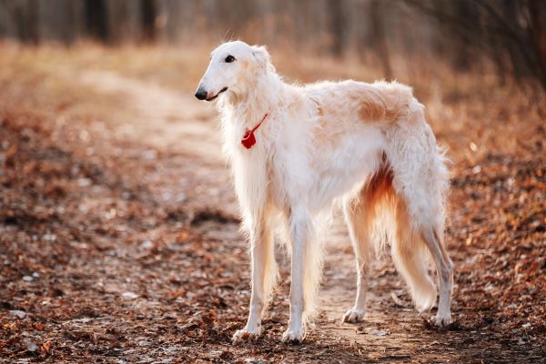 Dog breeds Borzoi dog breed profile Bow Wow Meow